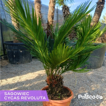 Cycas revoluta – sagowiec odwinięty